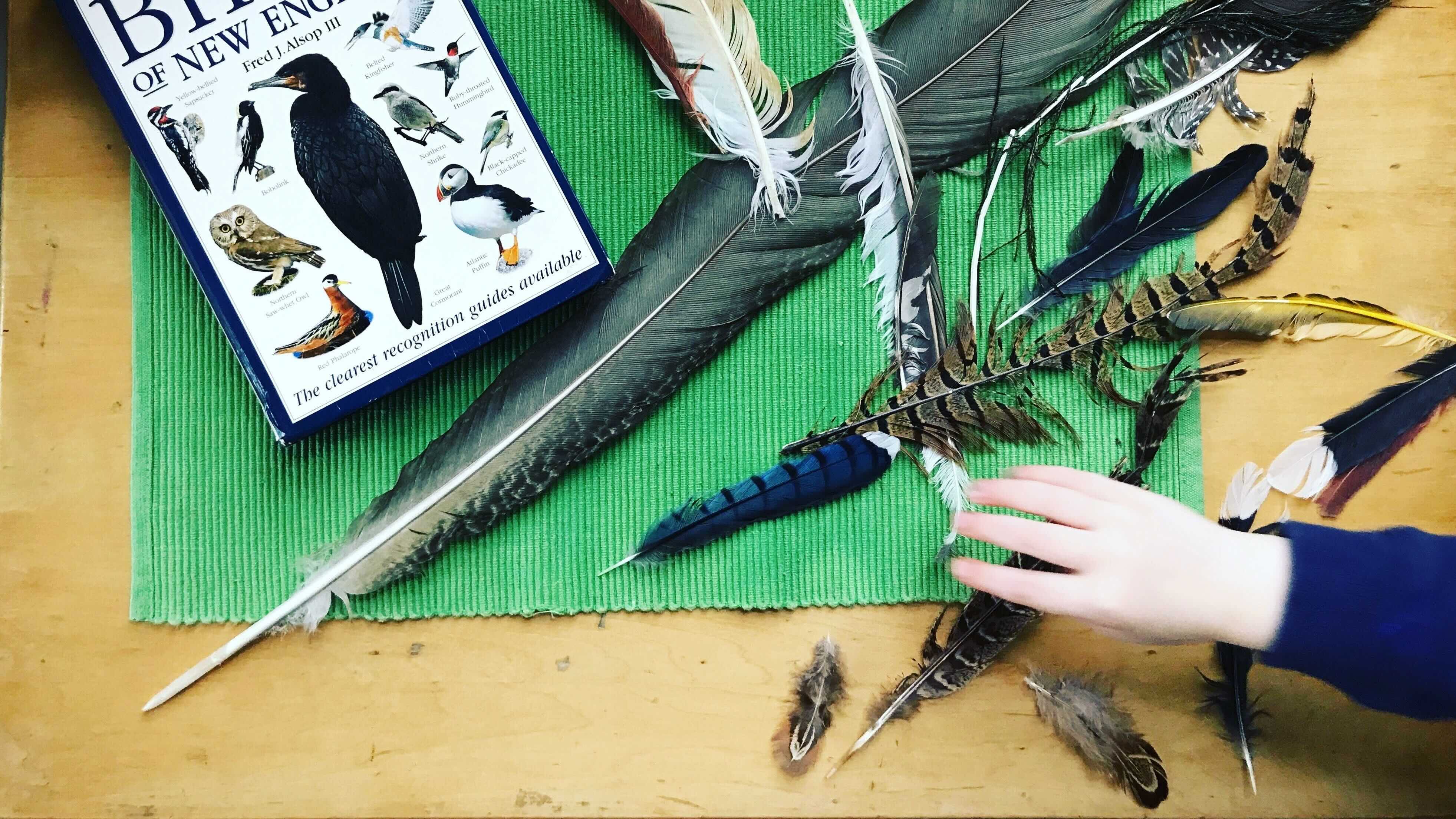 CurriculumAndProgram copy